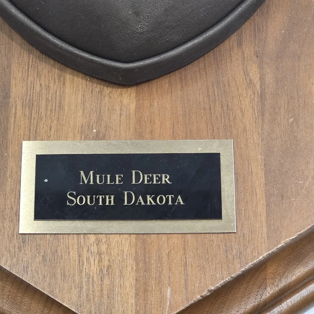 Vintage South Dakota Mule Deer Antler Taxidermy Mount 10 Point 22